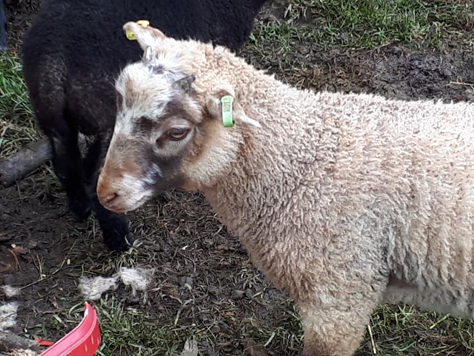 Tup Lambs Available at Weaning image 2