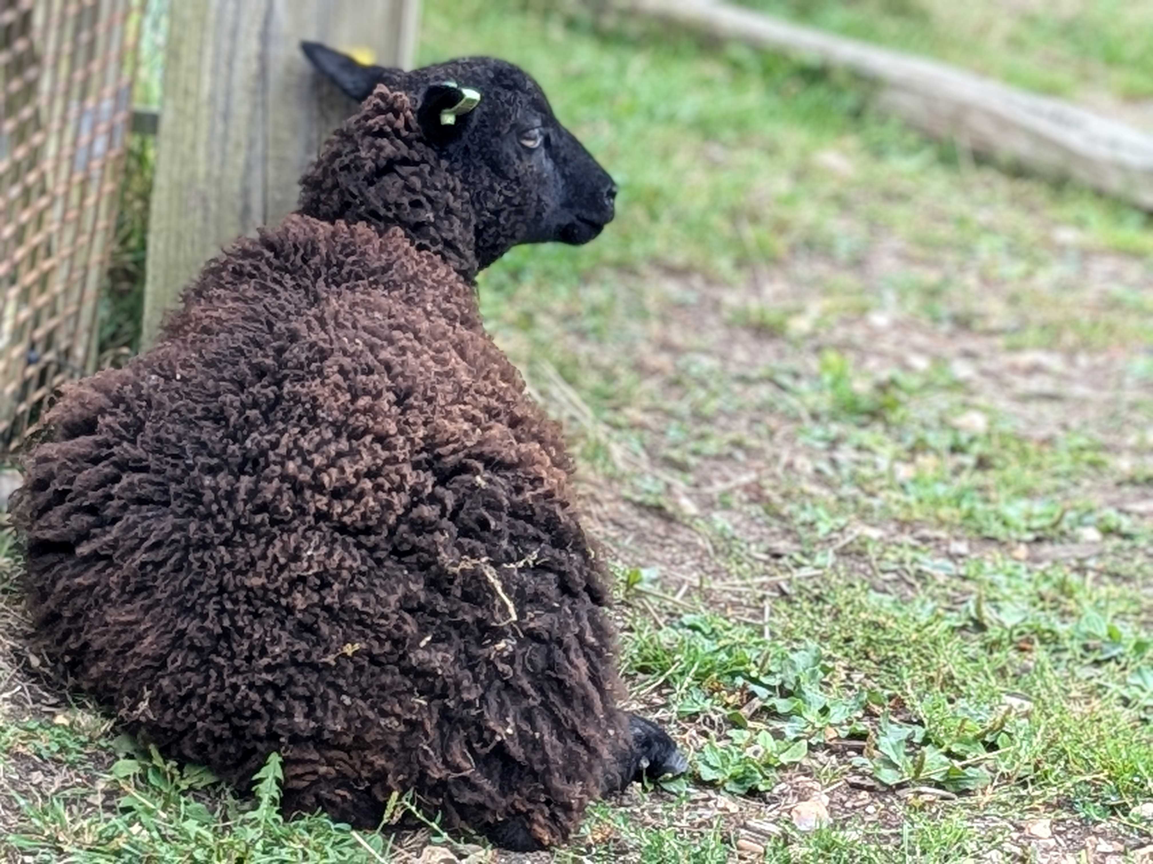 New Forest rams, ewes, lambs and wethers for sale image 1