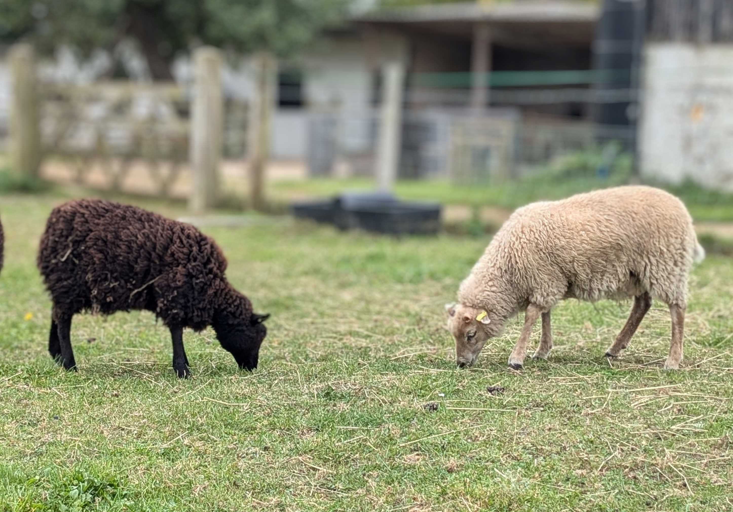 New Forest rams, ewes, lambs and wethers for sale image 2