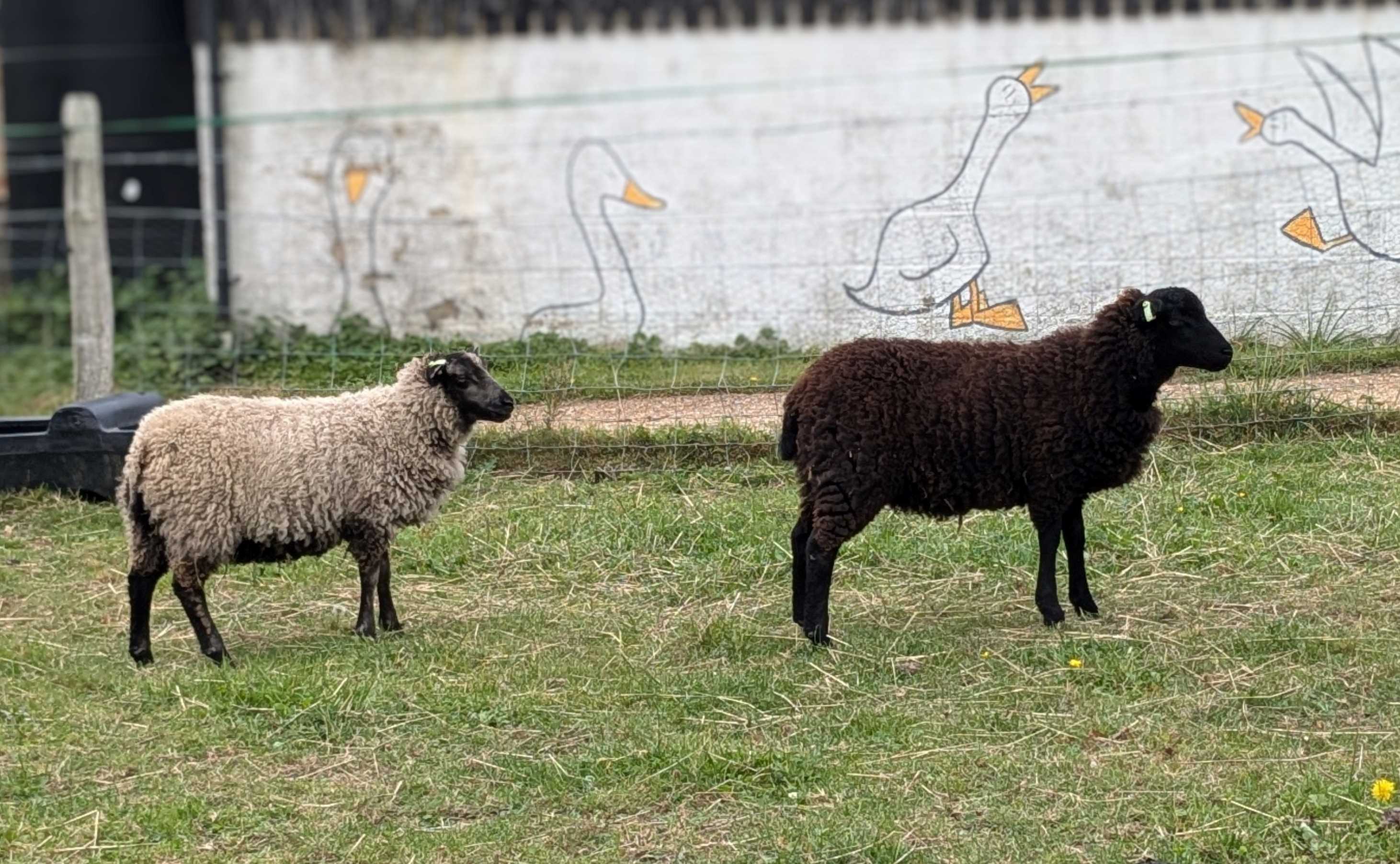 New Forest rams, ewes, lambs and wethers for sale image 3