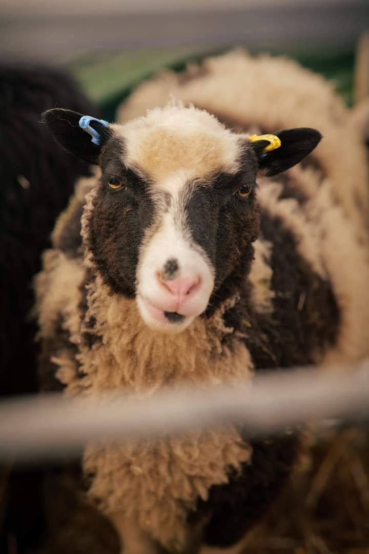 Castell Shetland Sheep Flock image 2