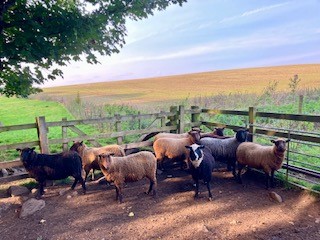 Shearling Ewes and Tup For Sale (Corstopitum Flock)