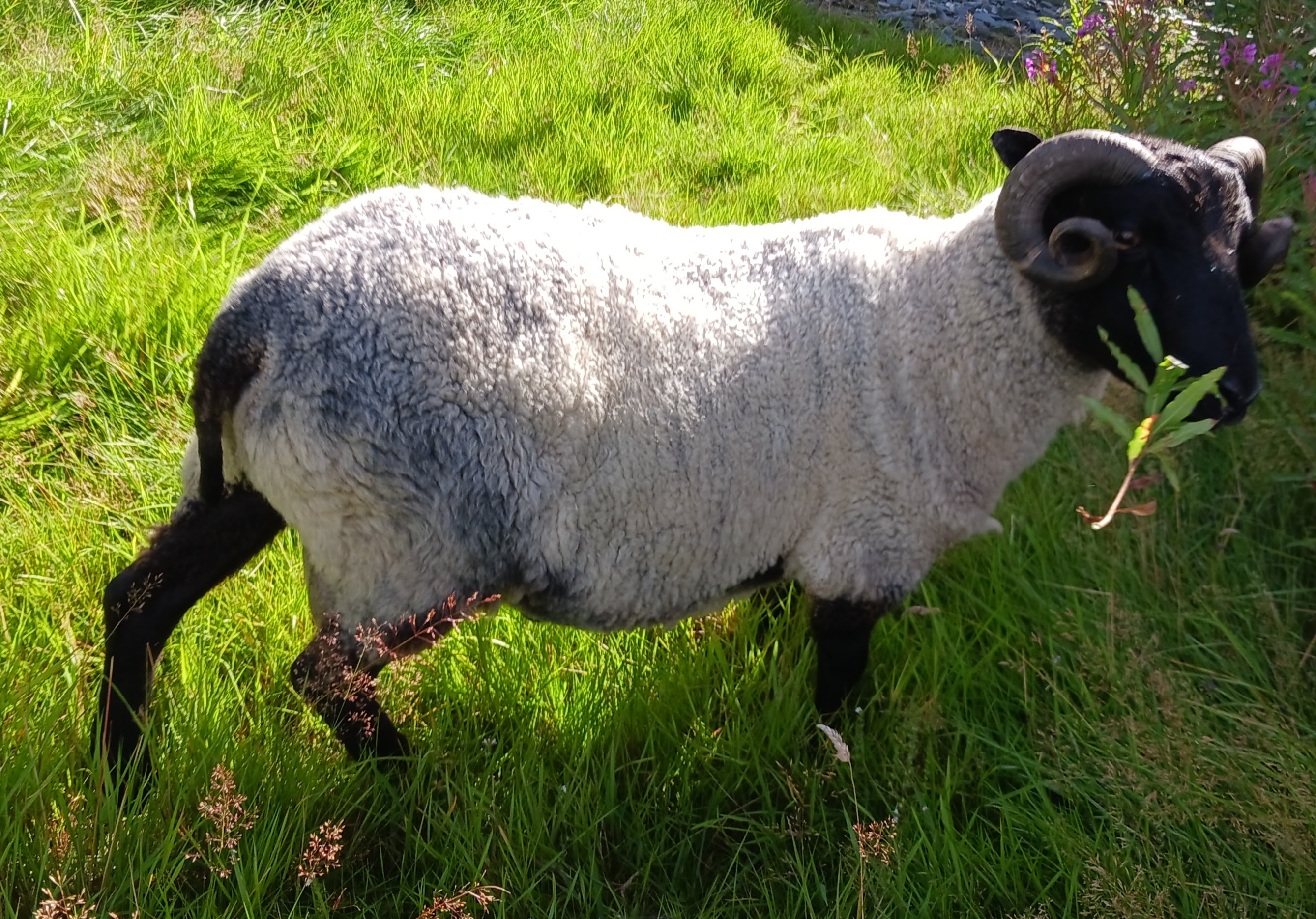 Gimmers and shearling tup for sale image 1