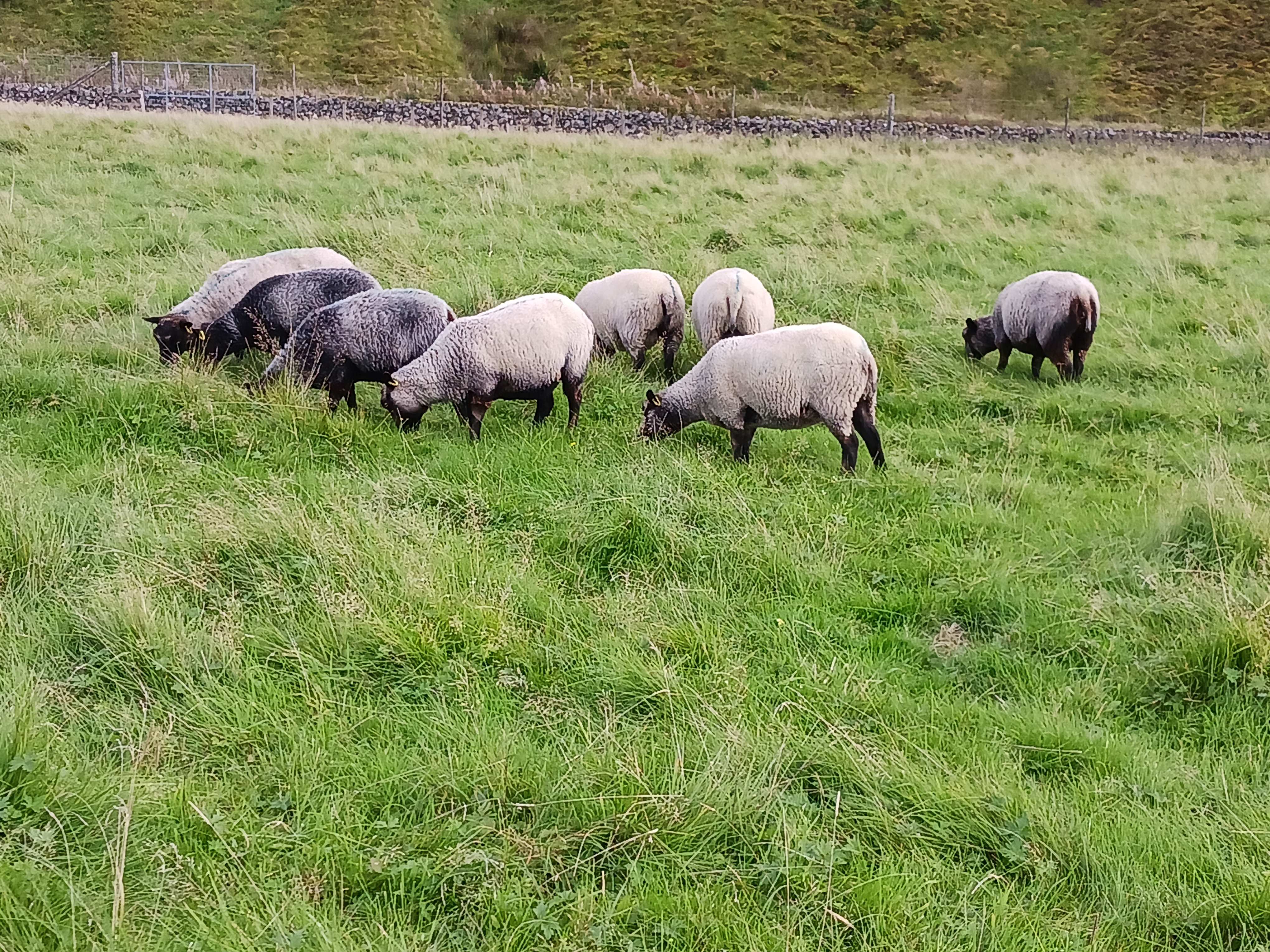 Gimmers and shearling tup for sale image 2