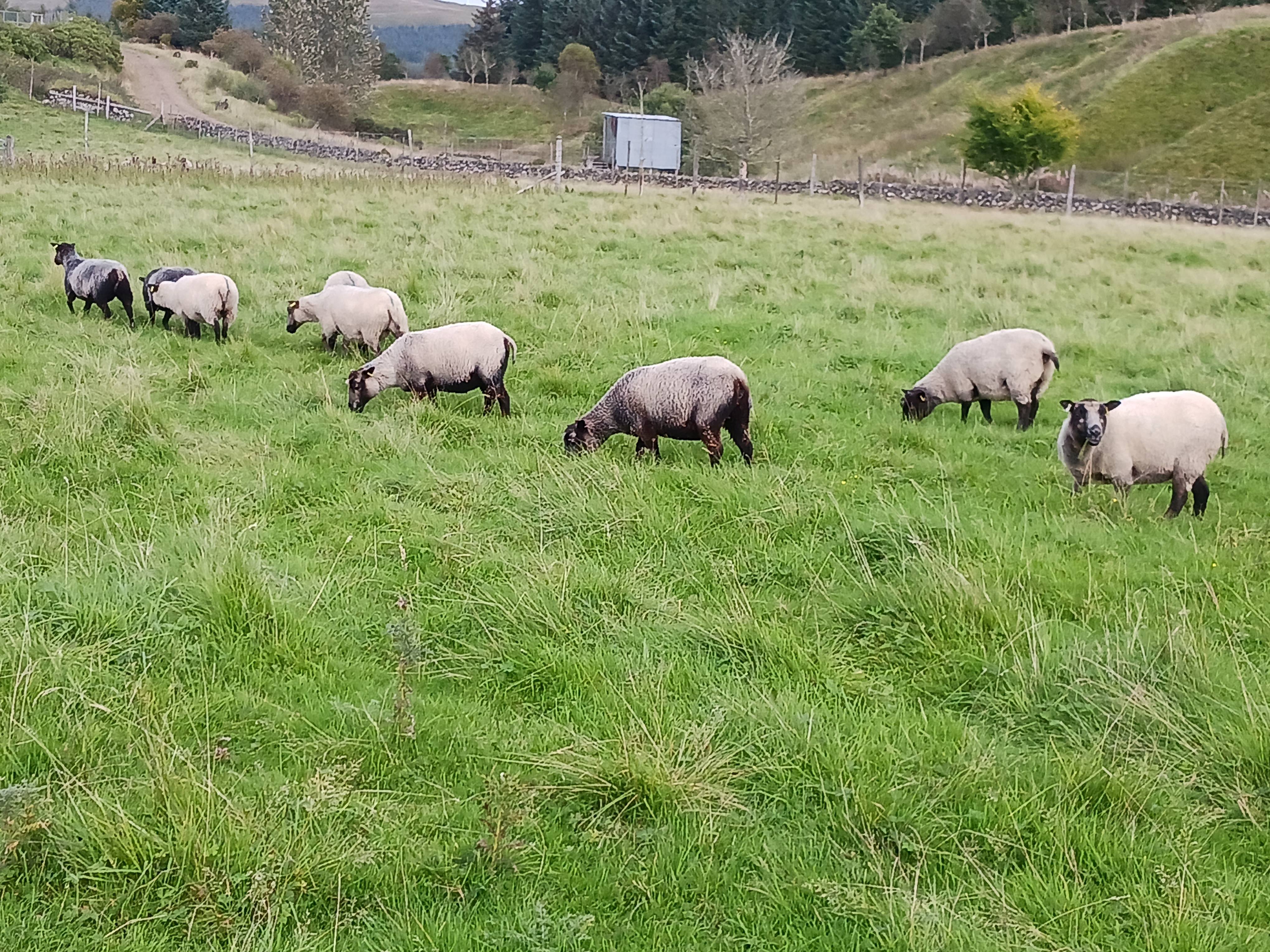 Gimmers and shearling tup for sale image 3