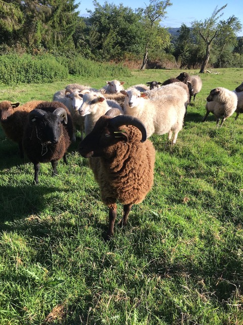 COLOURFUL SHETLANDS! image 1