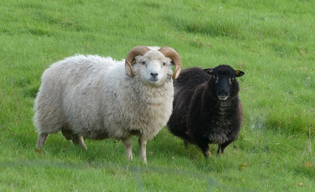 COLOURFUL SHETLANDS! image 2