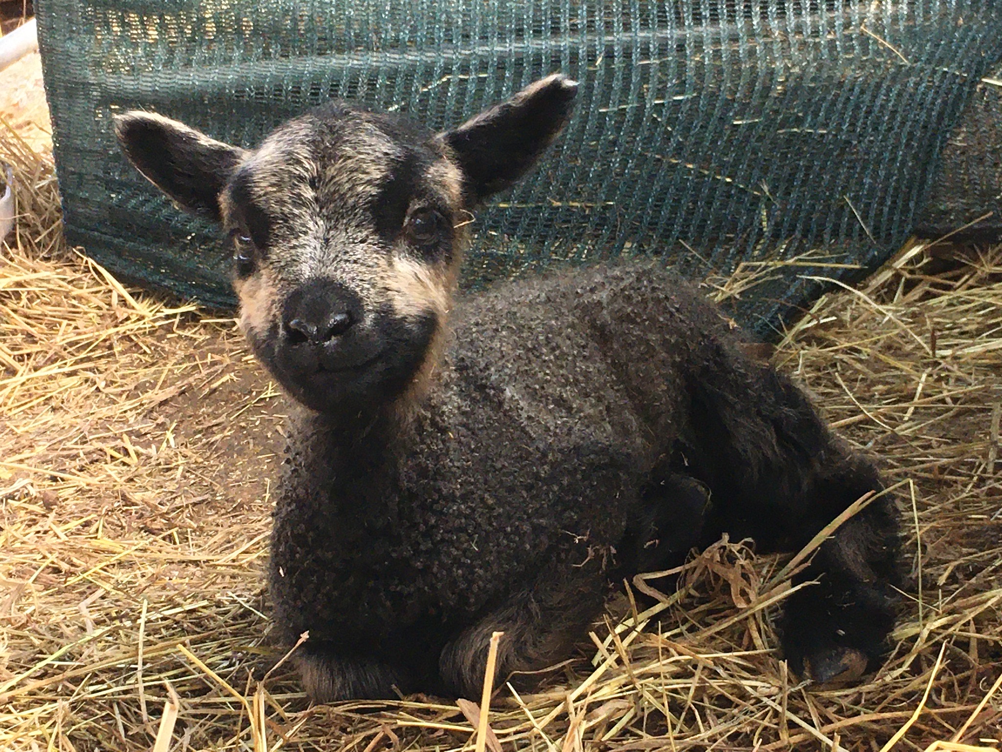 COLOURFUL SHETLANDS! image 3