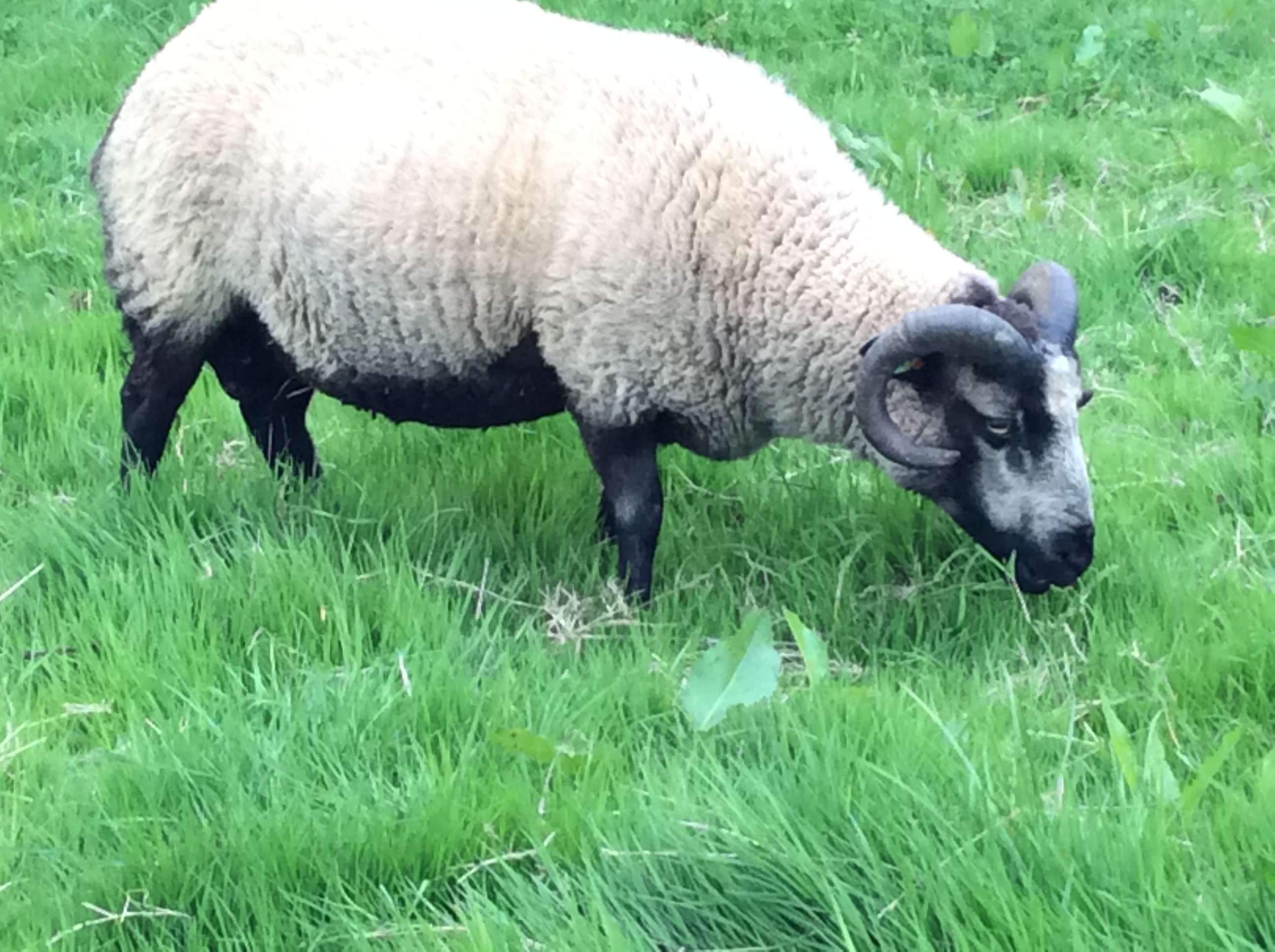 Harbourne Shetland Sheep image 1