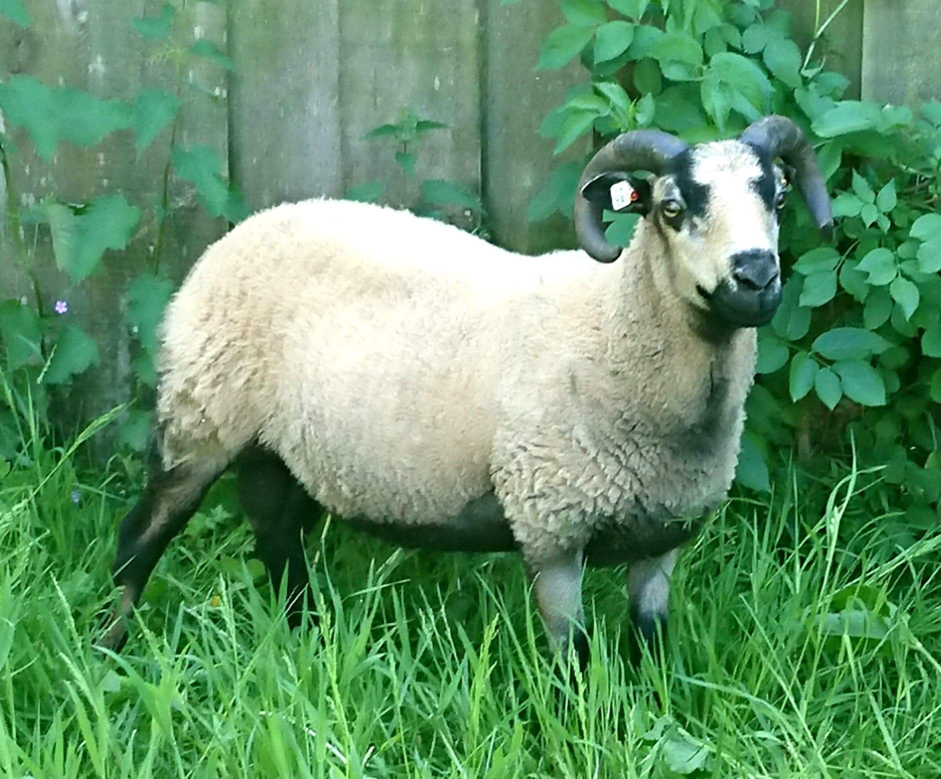 Harbourne Shetland Sheep image 2