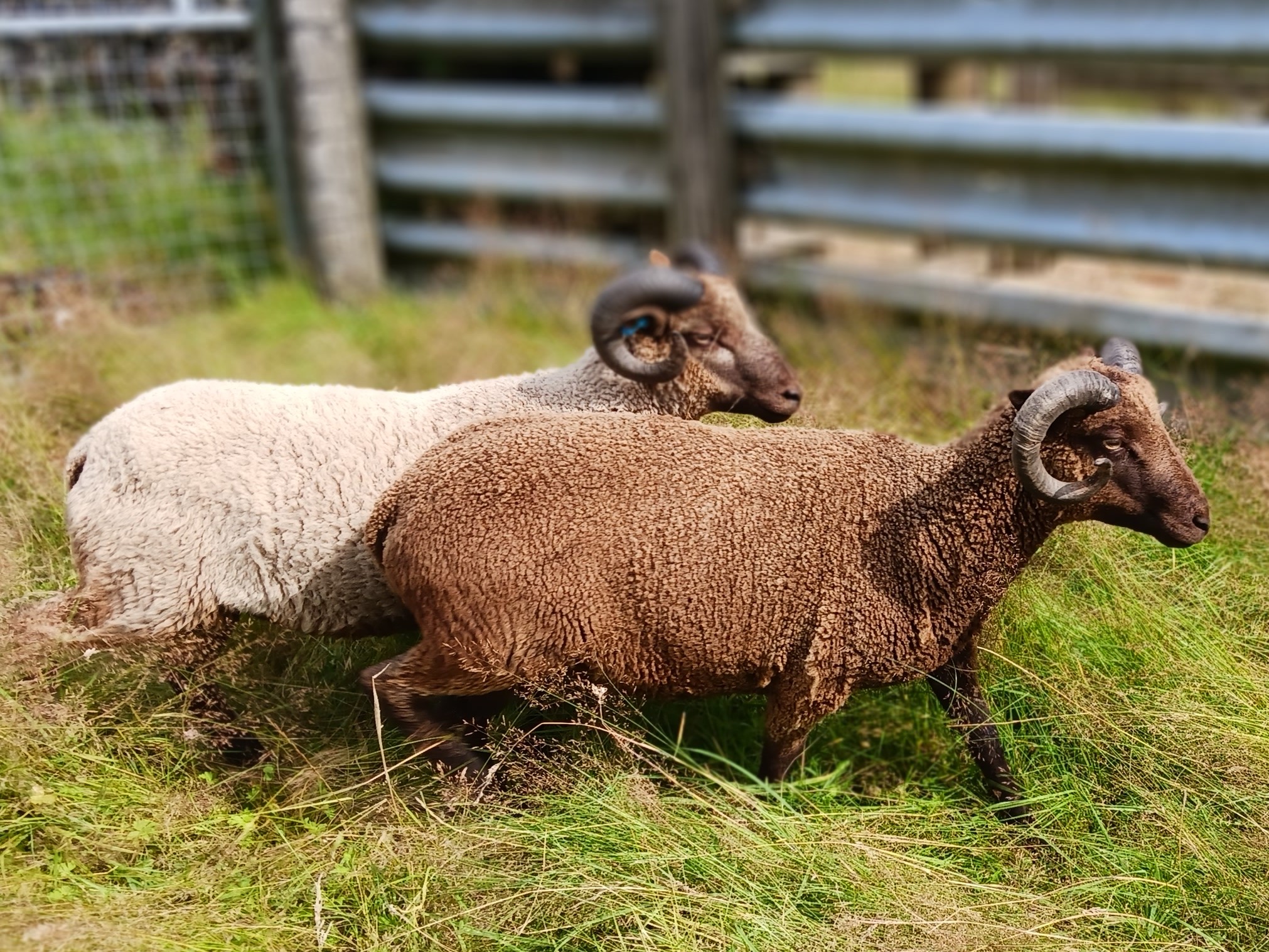 Two registered Tups, South-West Scotland near Ayrshire border. image 1