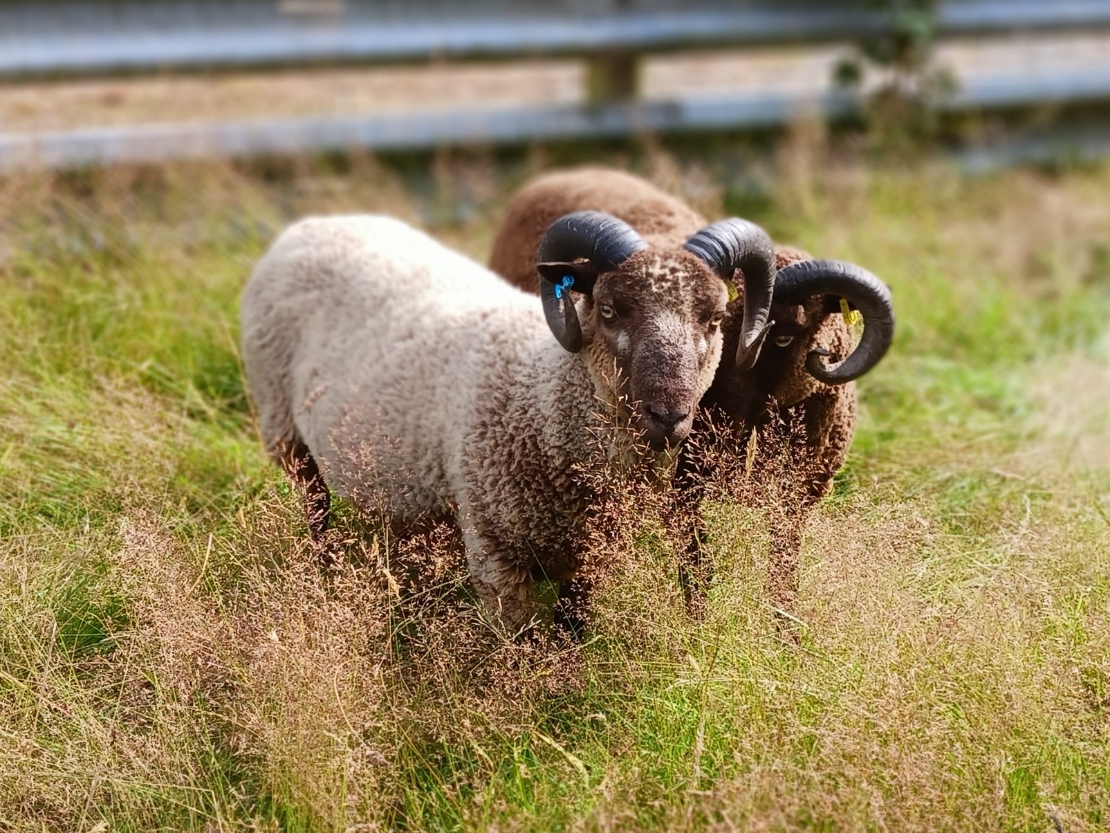 Two registered Tups, South-West Scotland near Ayrshire border. image 2