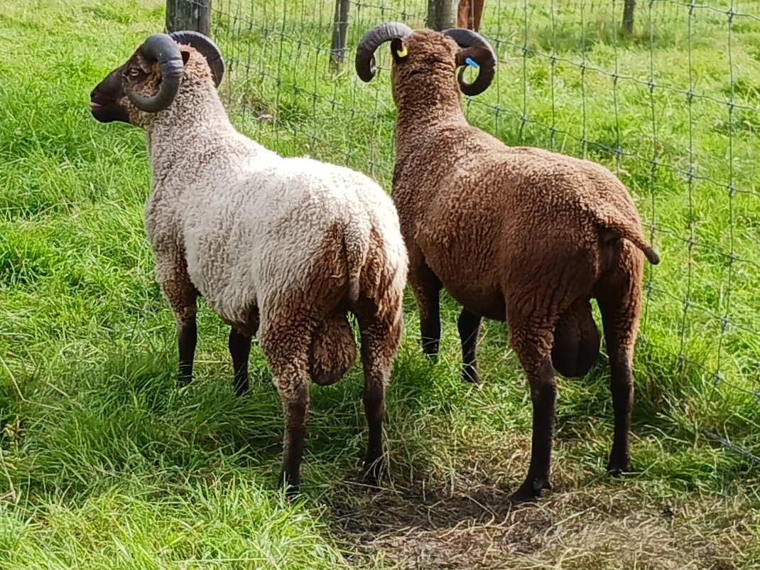 Two registered Tups, South-West Scotland near Ayrshire border. image 3