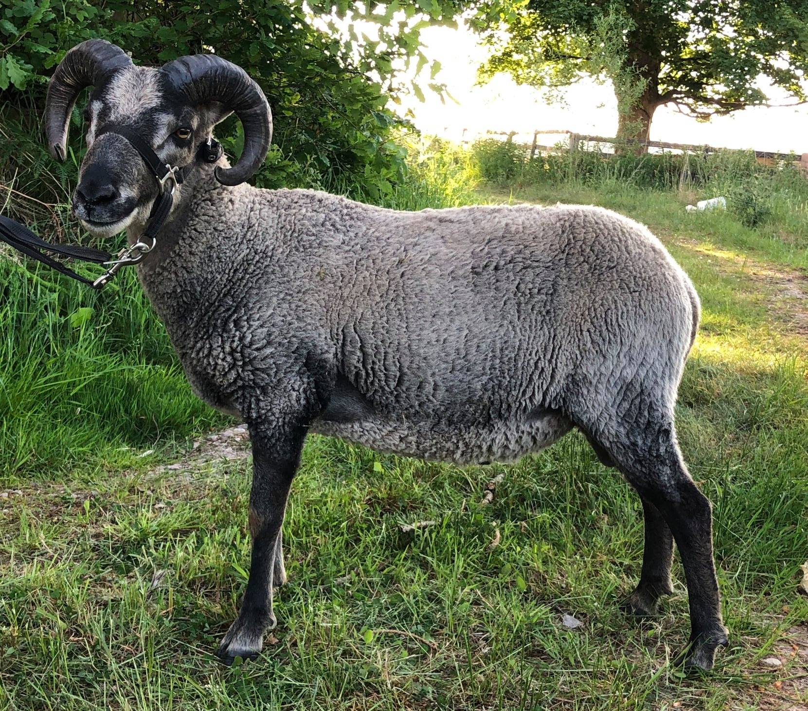 Shearling Tups For Sale image 1