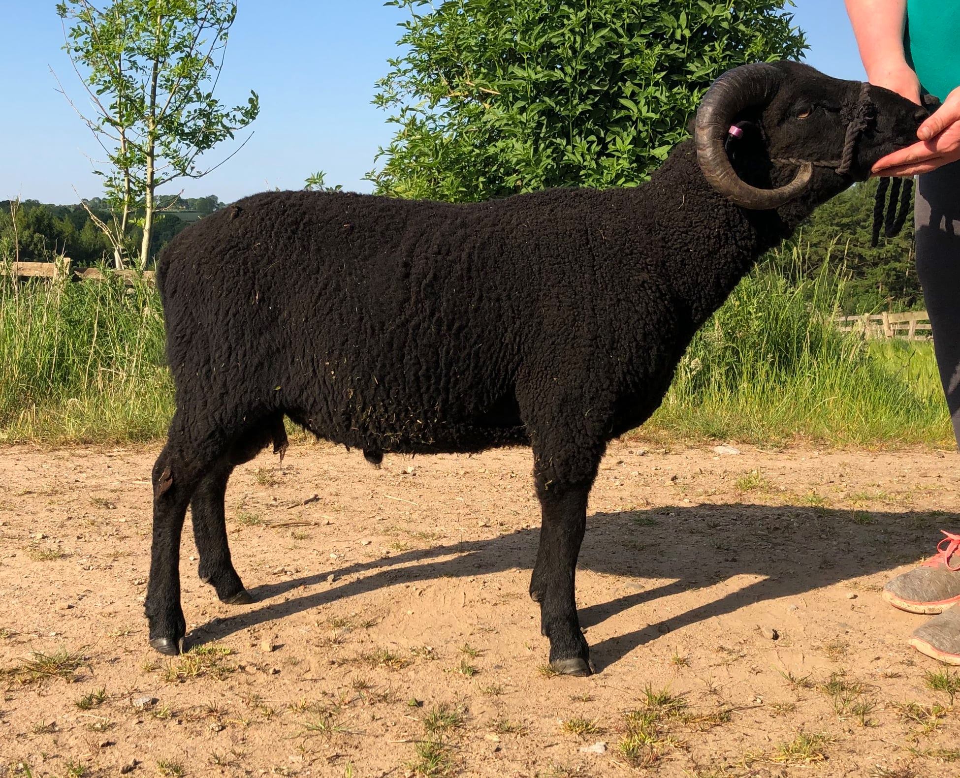 Shearling Tups For Sale image 2