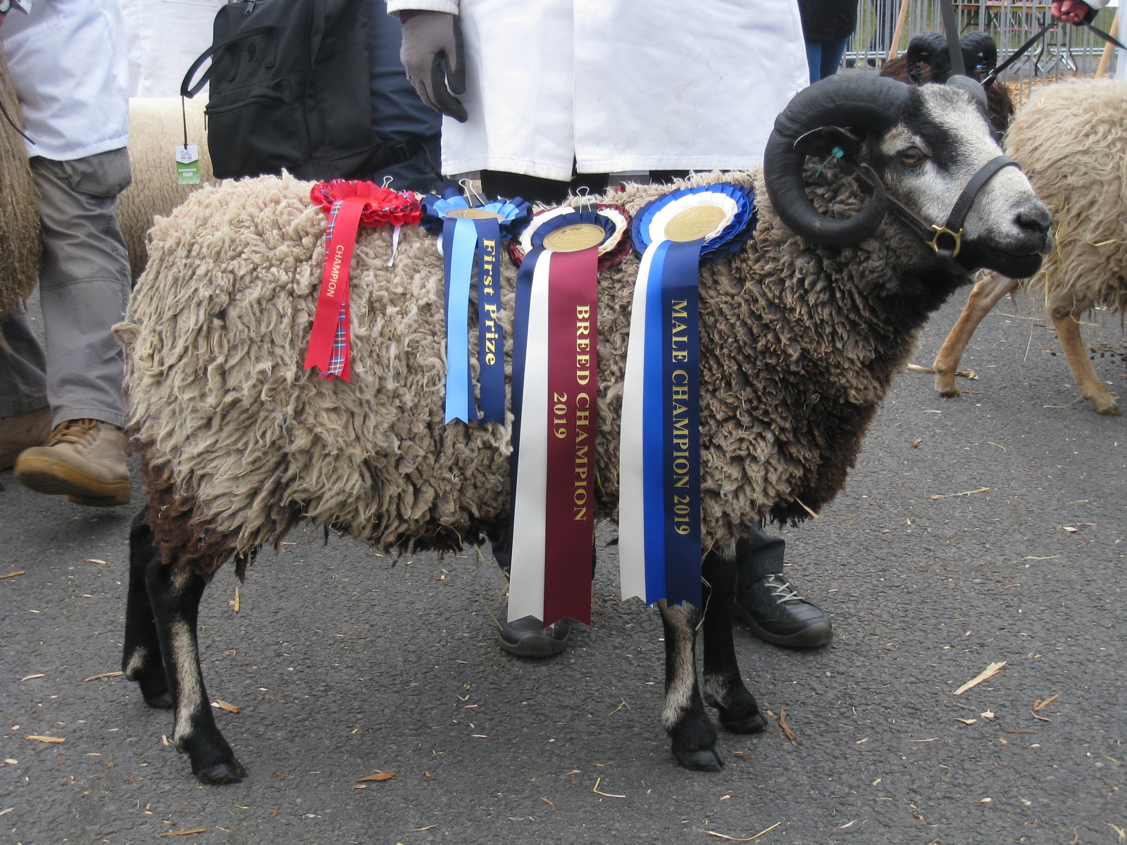 Uping Down Shetlands - Ram Lambs image 2