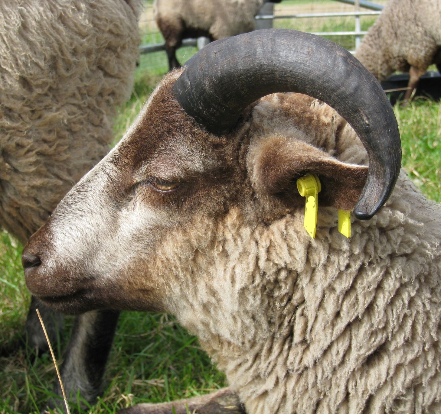 Uping Down Shetlands - Ram Lambs image 3