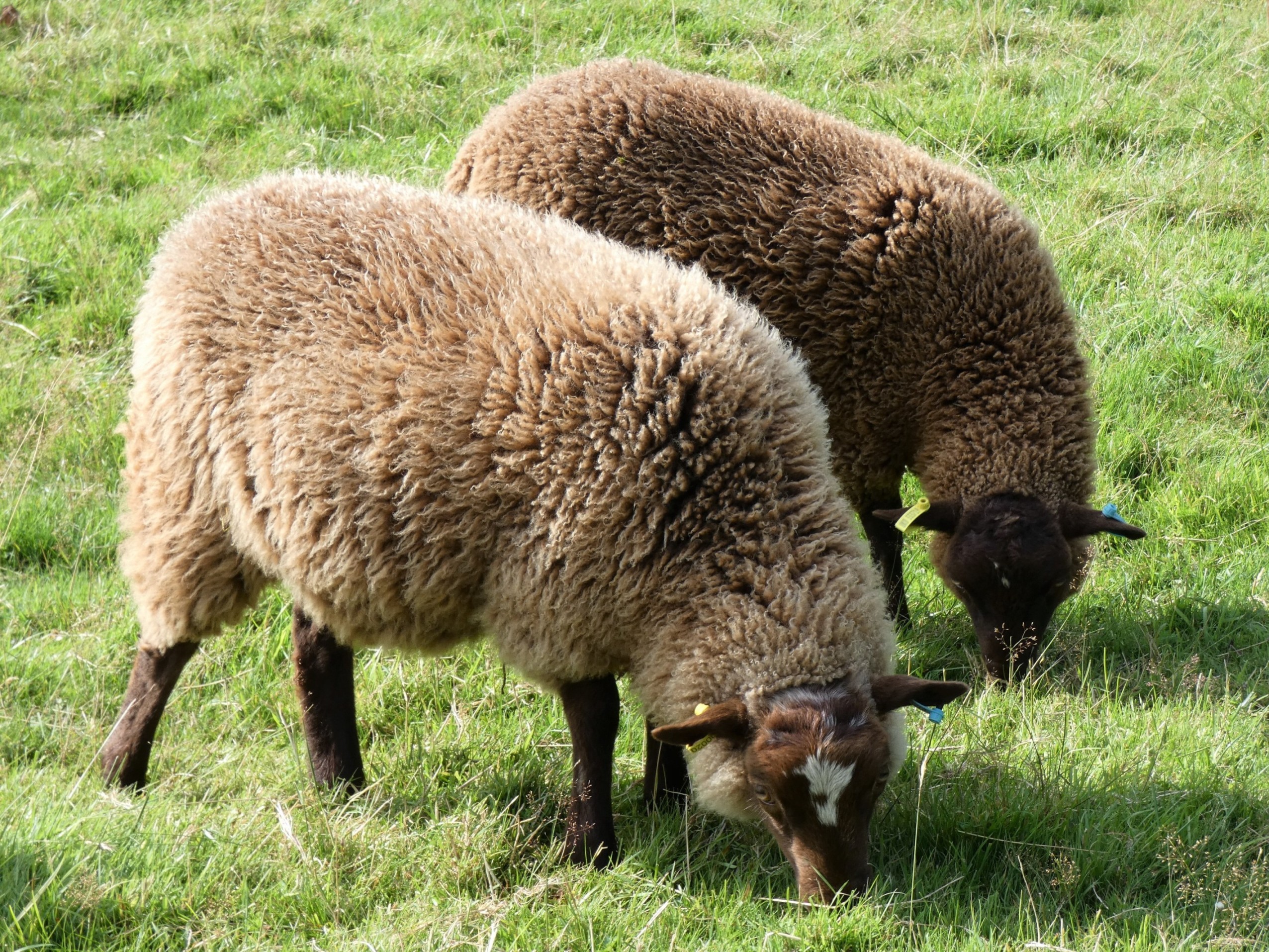 Shearlings and ewe lambs for sale image 2