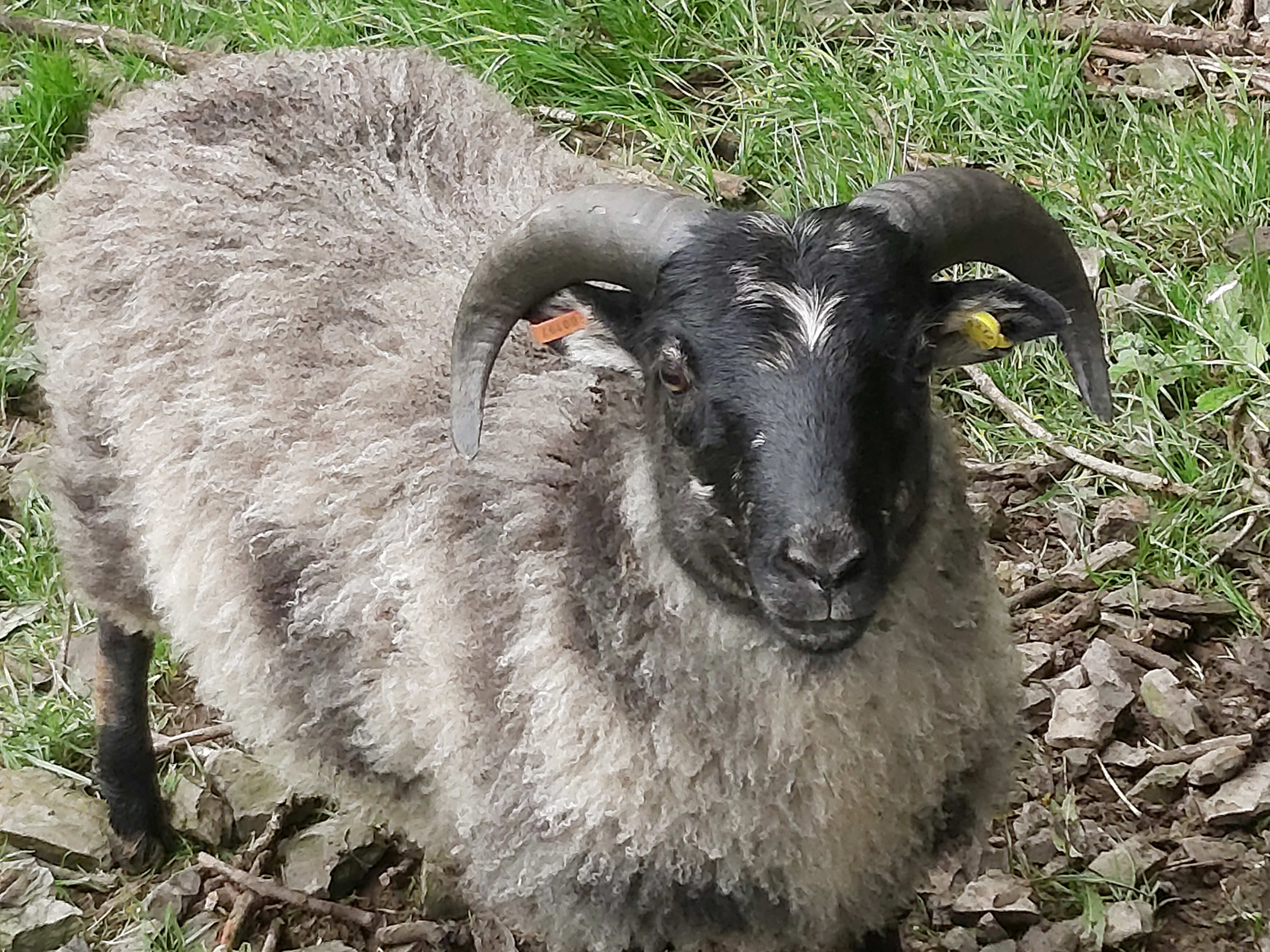 6 month registered Grey Ram image 1