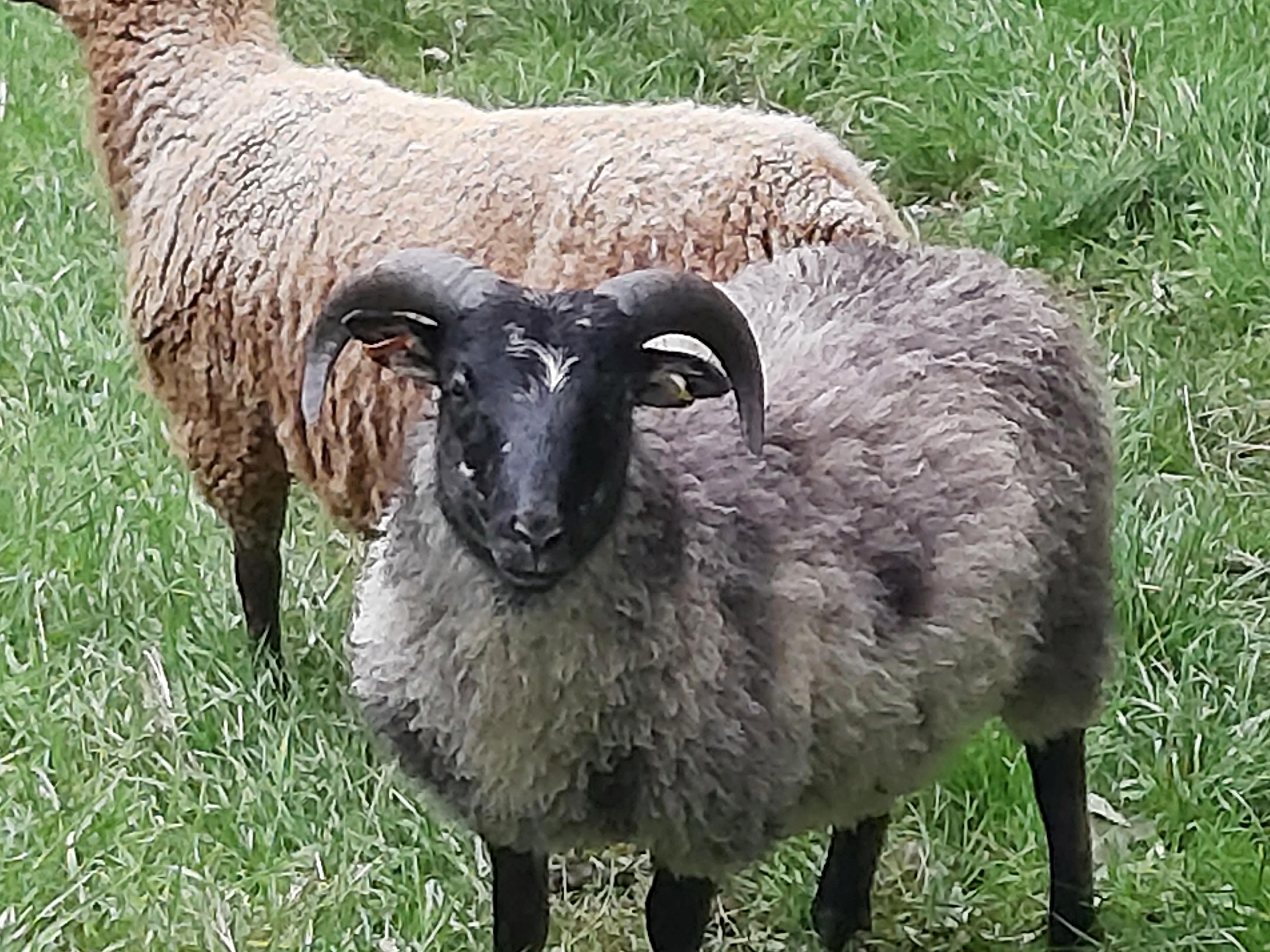 6 month registered Grey Ram image 2