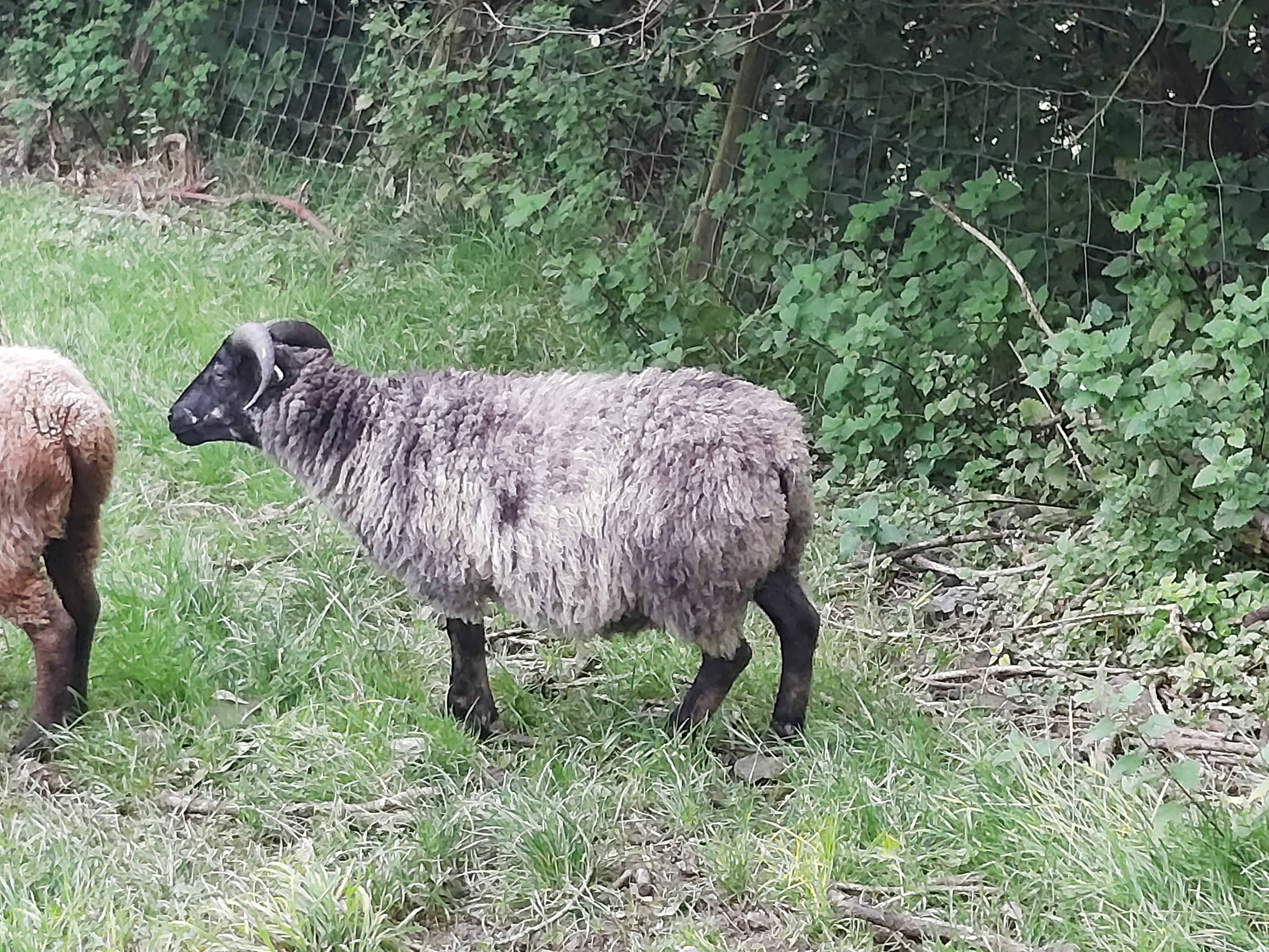 6 month registered Grey Ram image 3