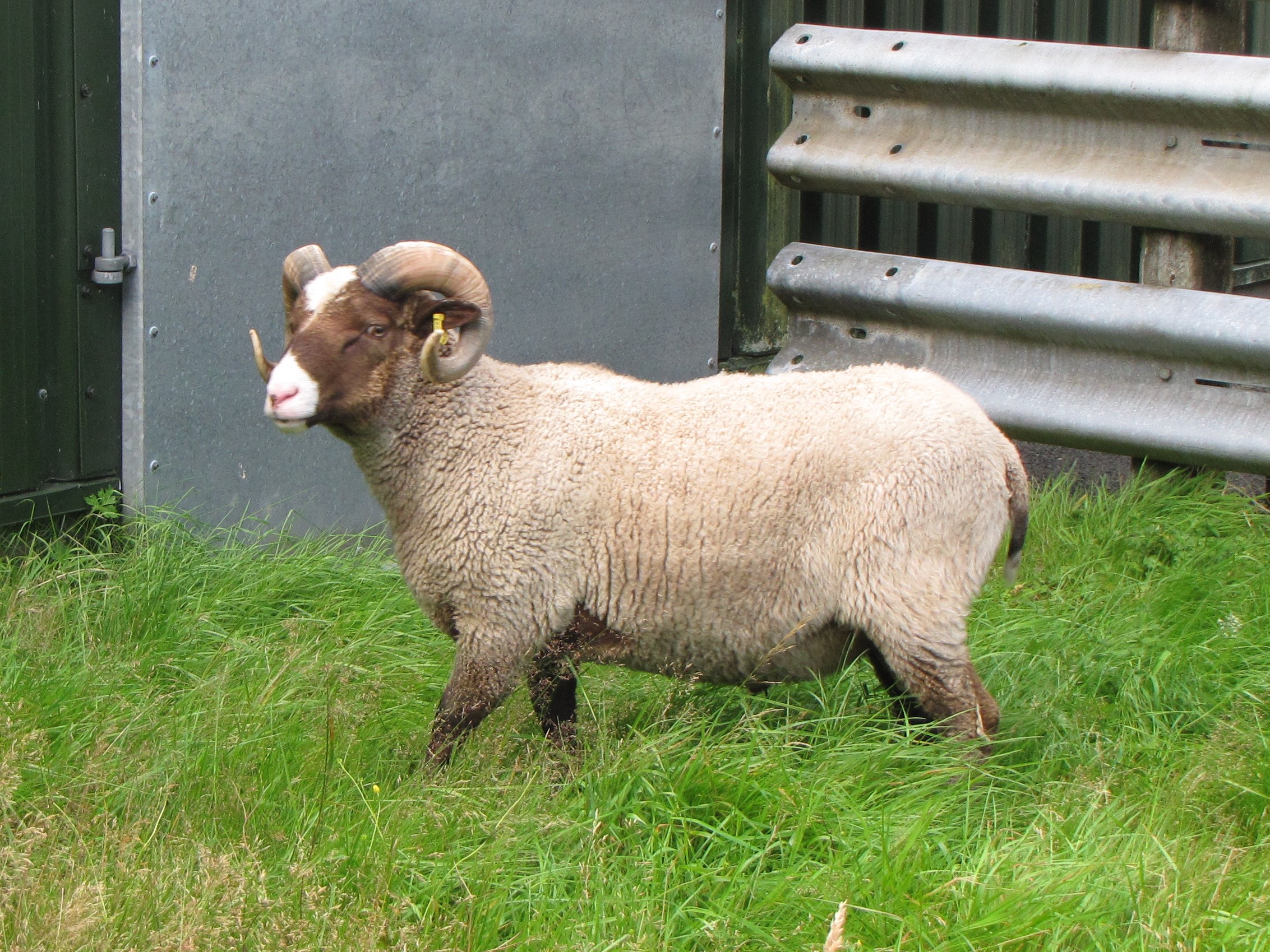 Two shearling tups and ewe lambs for sale image 2