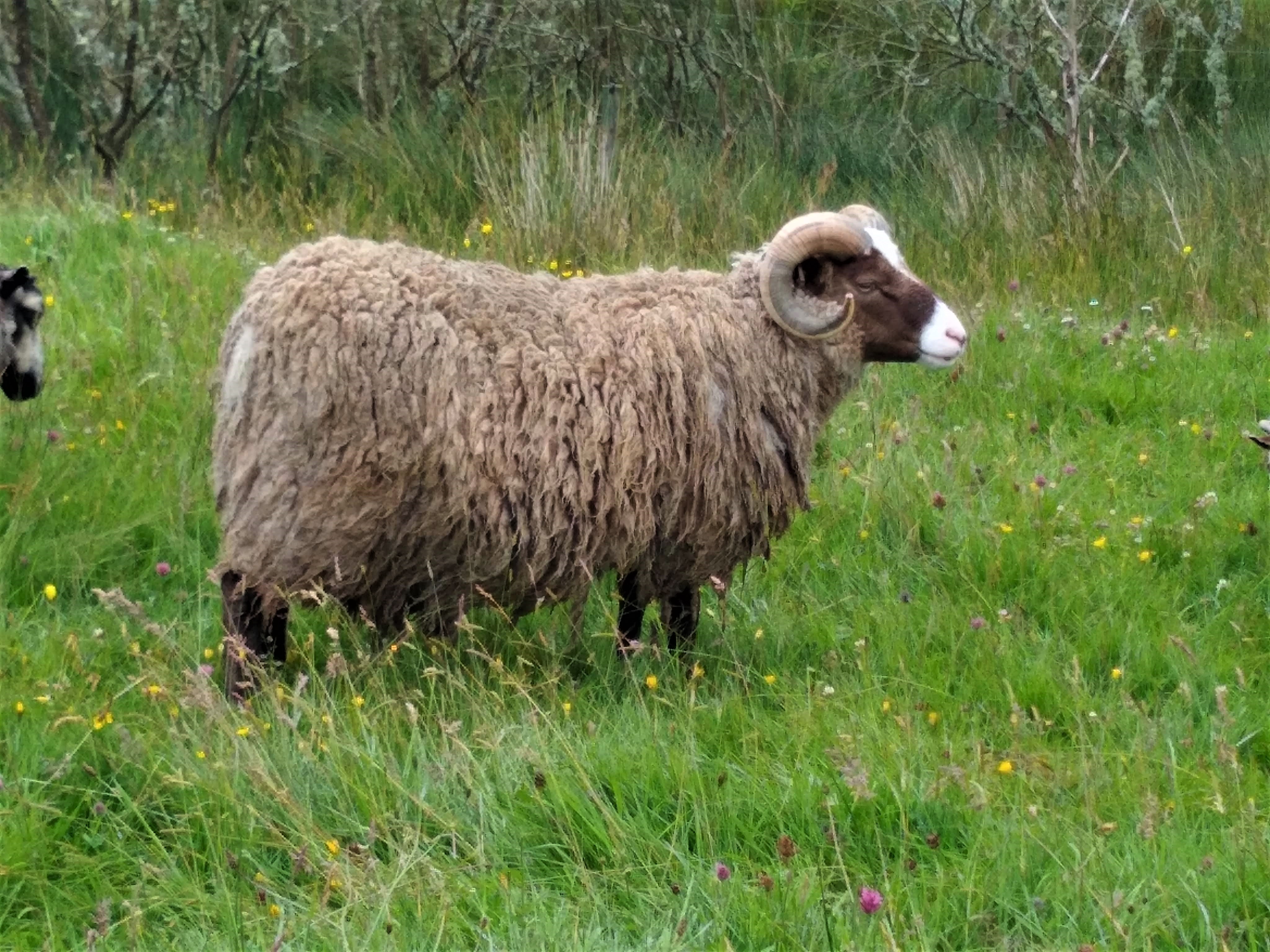 Two shearling tups and ewe lambs for sale image 3