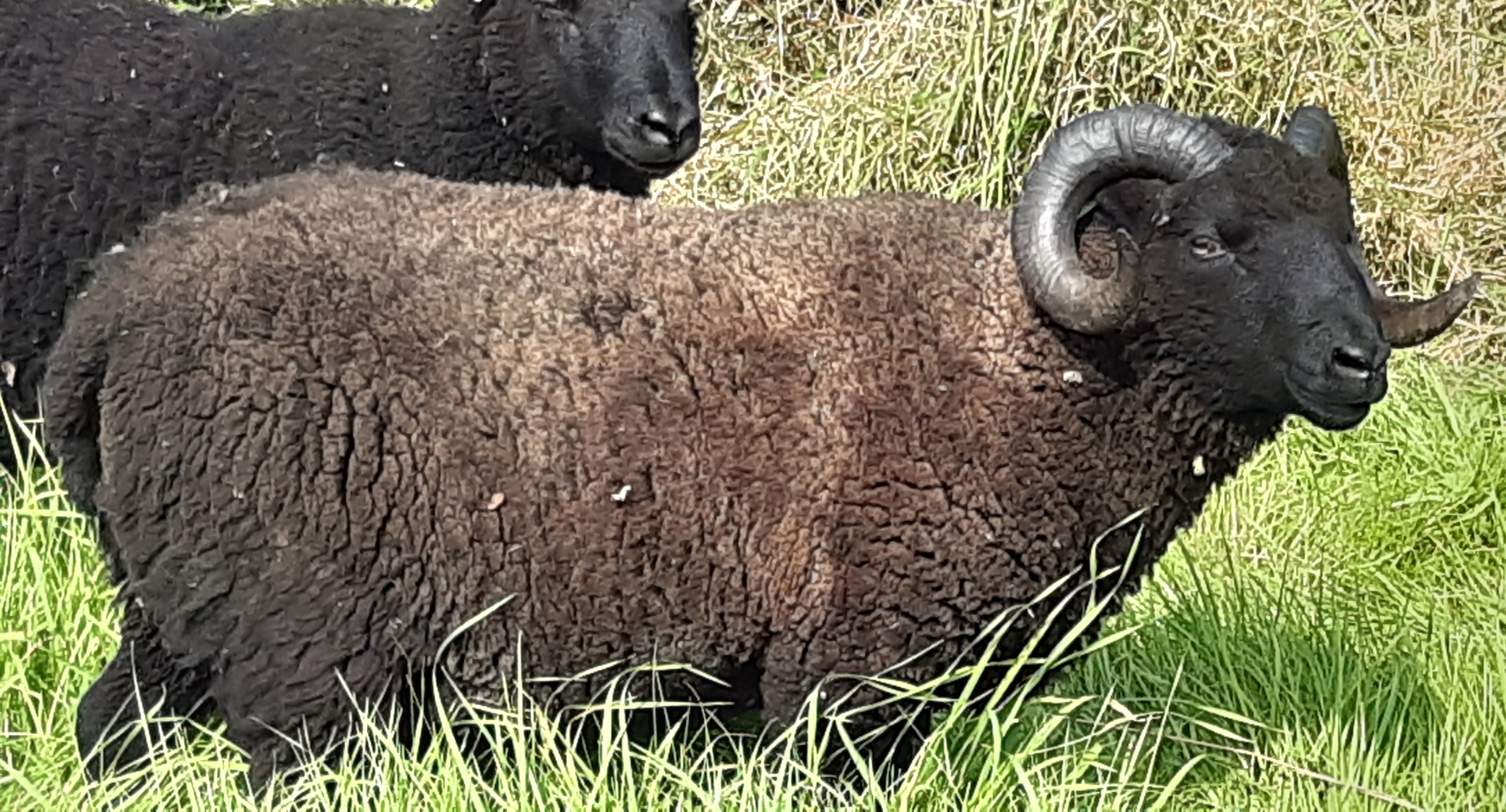 Black Ram | Shetland Sheep Society