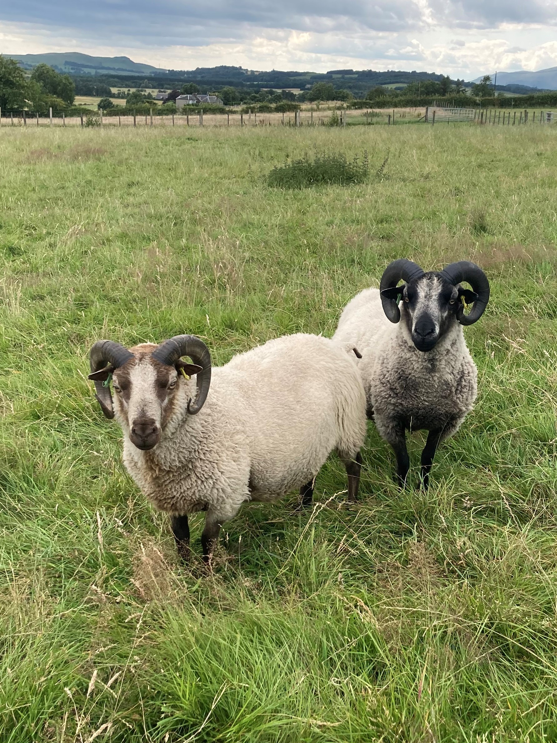 Approved tups for sale from image 1