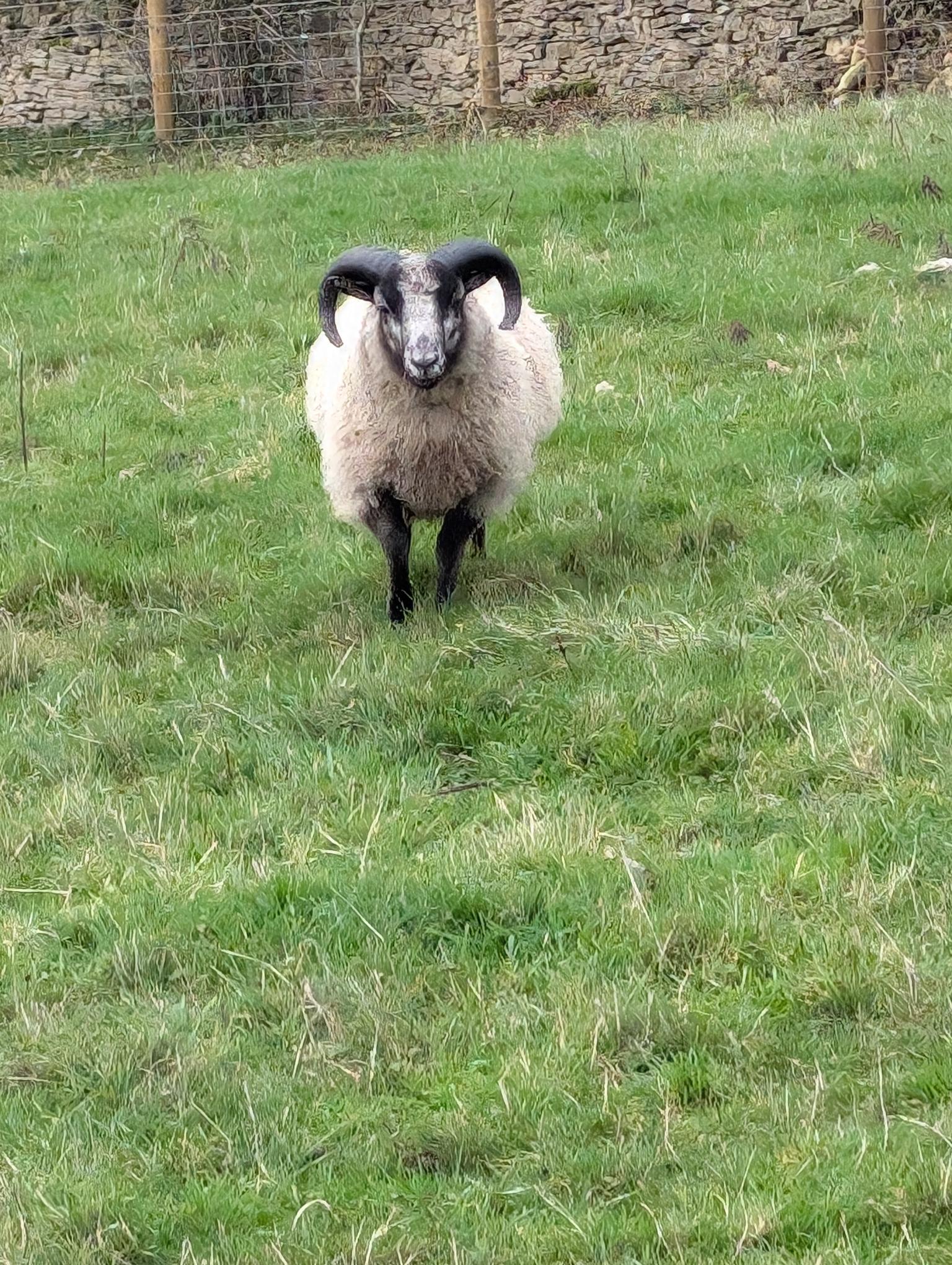 Pedigree Ram & Ewe Lambs for sale