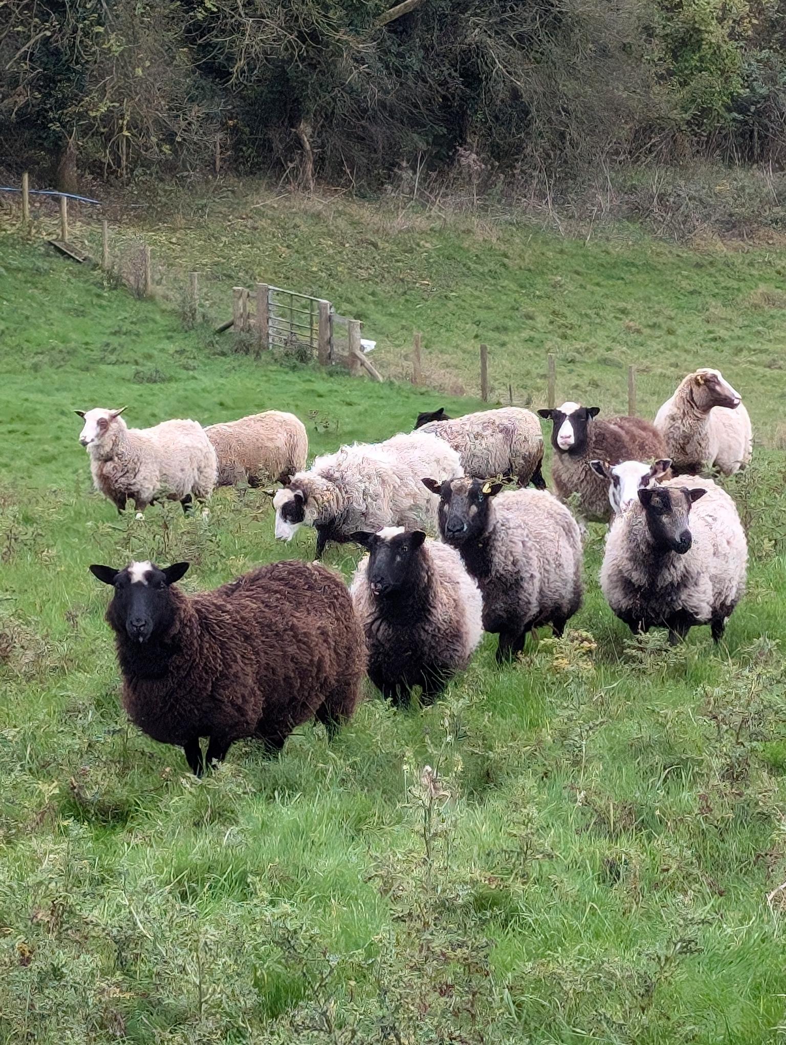 Pedigree Ram & Ewe Lambs for sale image 2