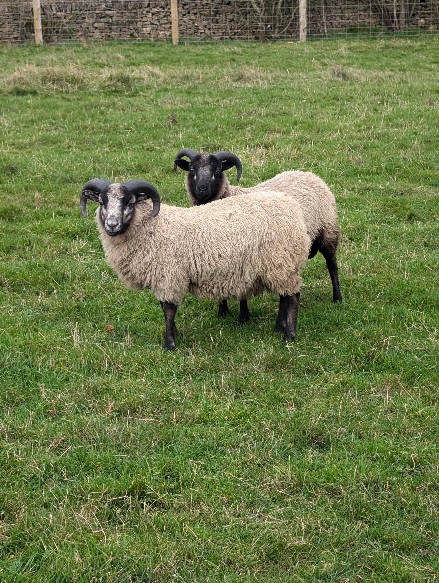 Pedigree Ram & Ewe Lambs for sale image 3