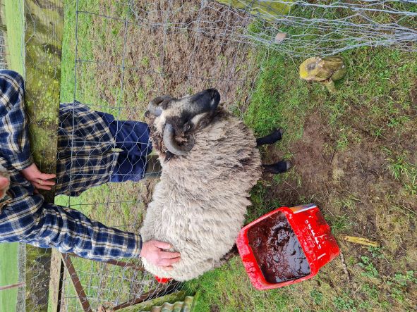 Shetland Ram Lamb for sale image 1