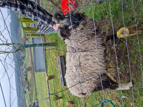 Shetland Ram Lamb for sale image 2