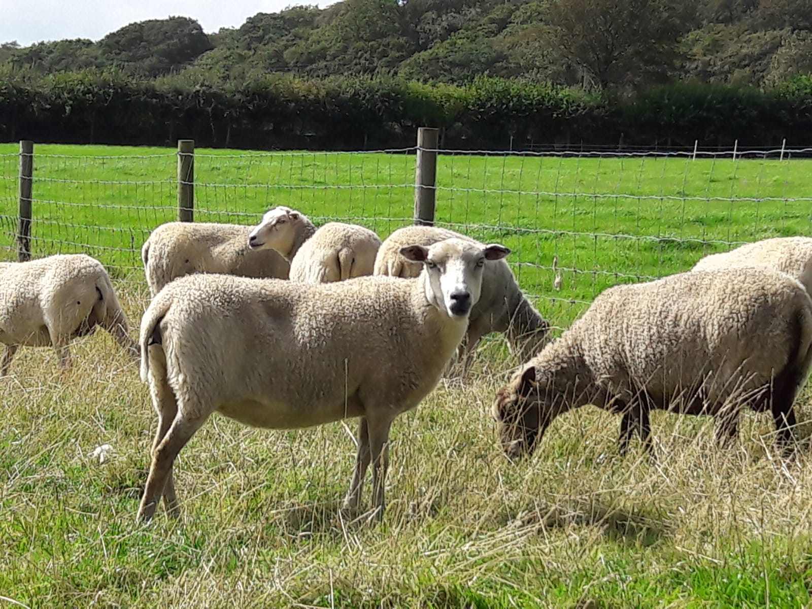 Ewes for sale image 1