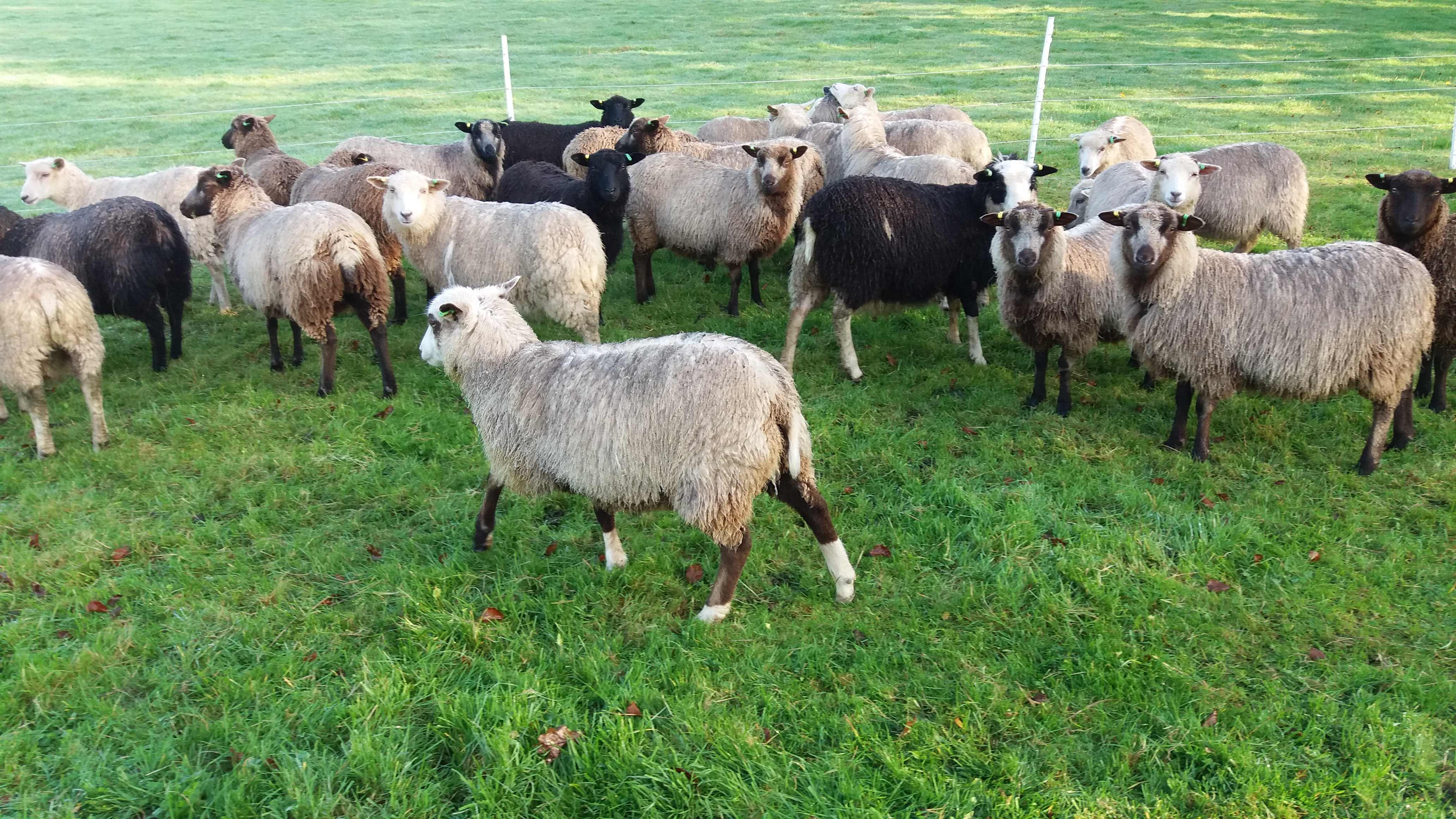 Ewes for sale | Shetland Sheep Society