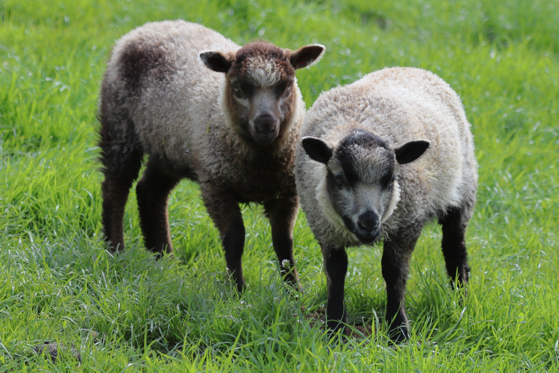 Registered Lambs for sale image 3