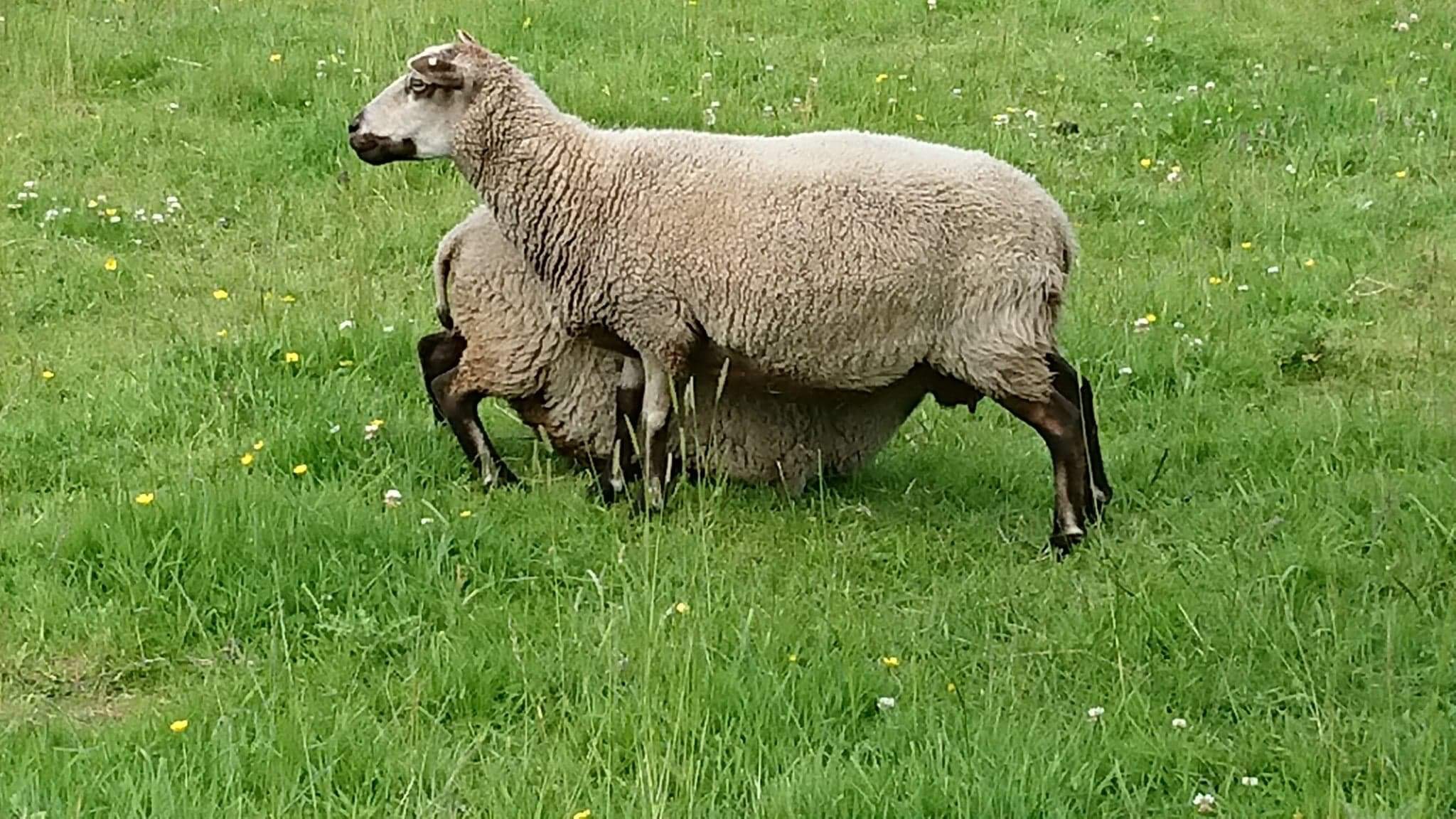 Harbourne Shetland Sheep image 1