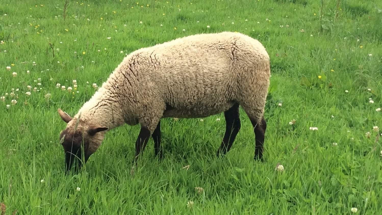 Harbourne Shetland Sheep image 2