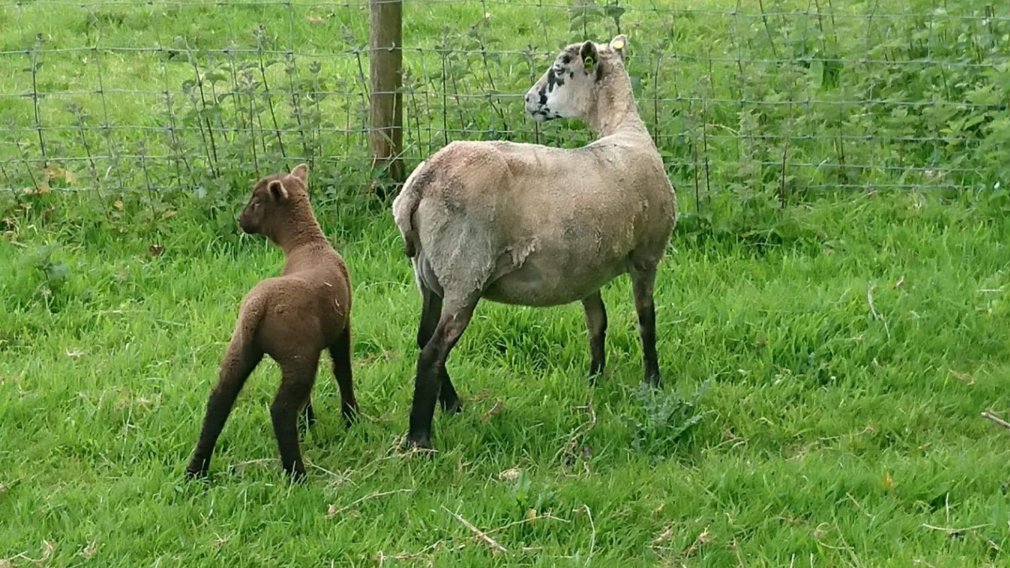 Harbourne Shetland Sheep image 3