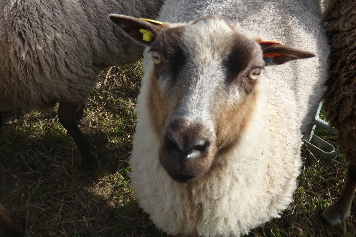 Registered ewe, shearlings and ewe lambs - fine fleeces and friendly natures image 2