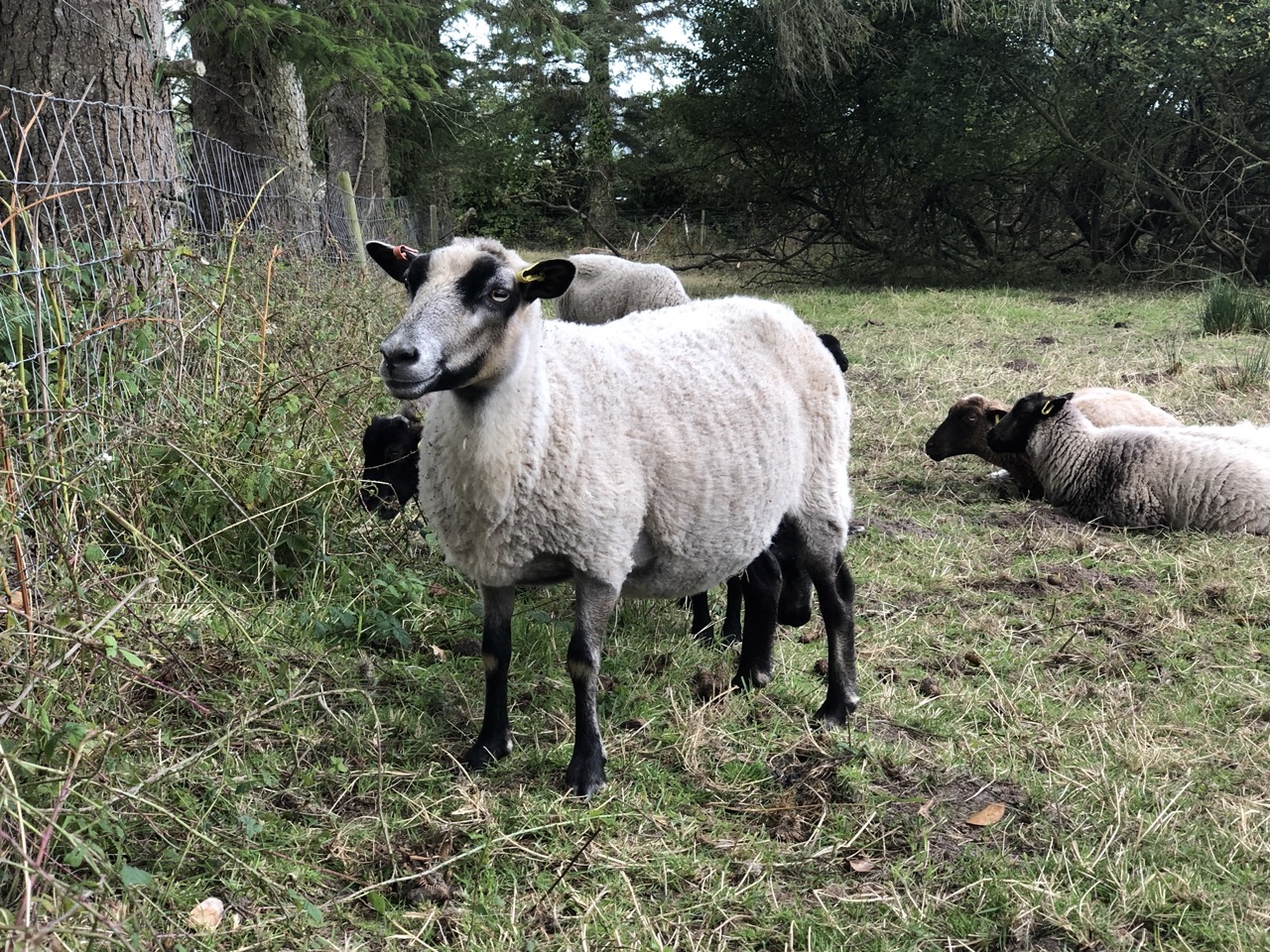 Pedigree registered shetland ewes and ewe lambs for sale image 1