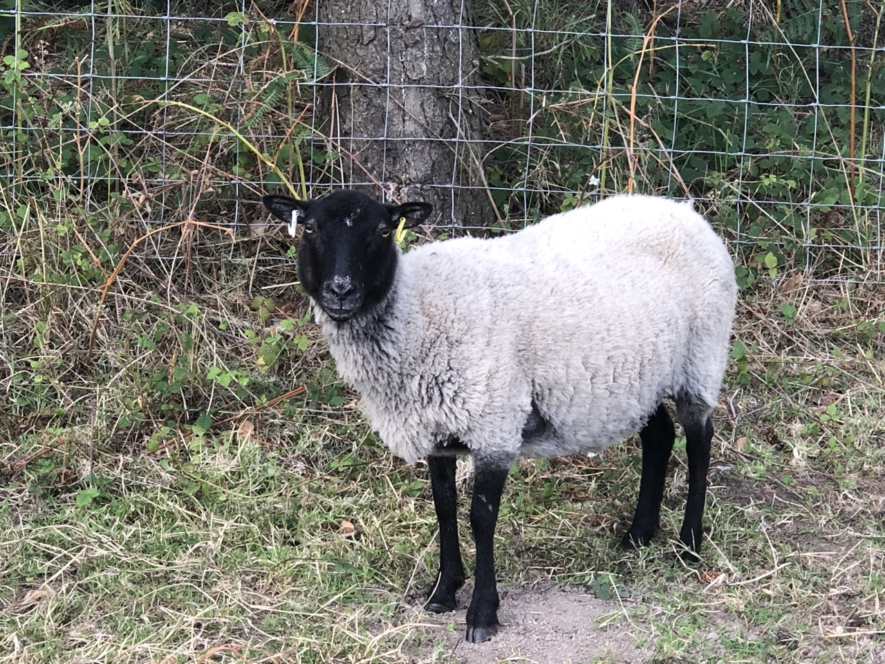 Pedigree registered shetland ewes and ewe lambs for sale image 2