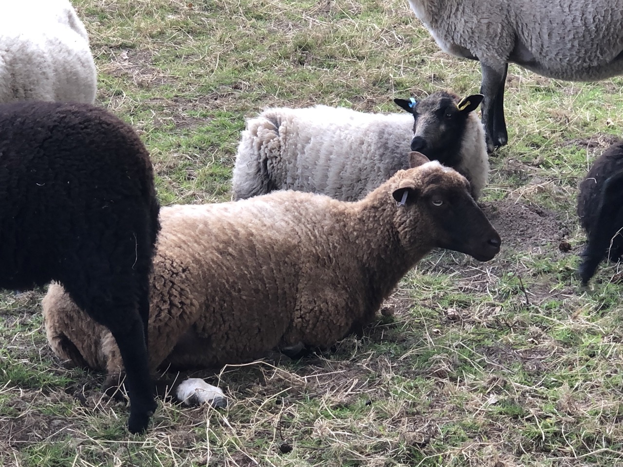 Pedigree registered shetland ewes and ewe lambs for sale image 3