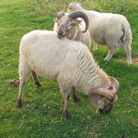 Rams for sale