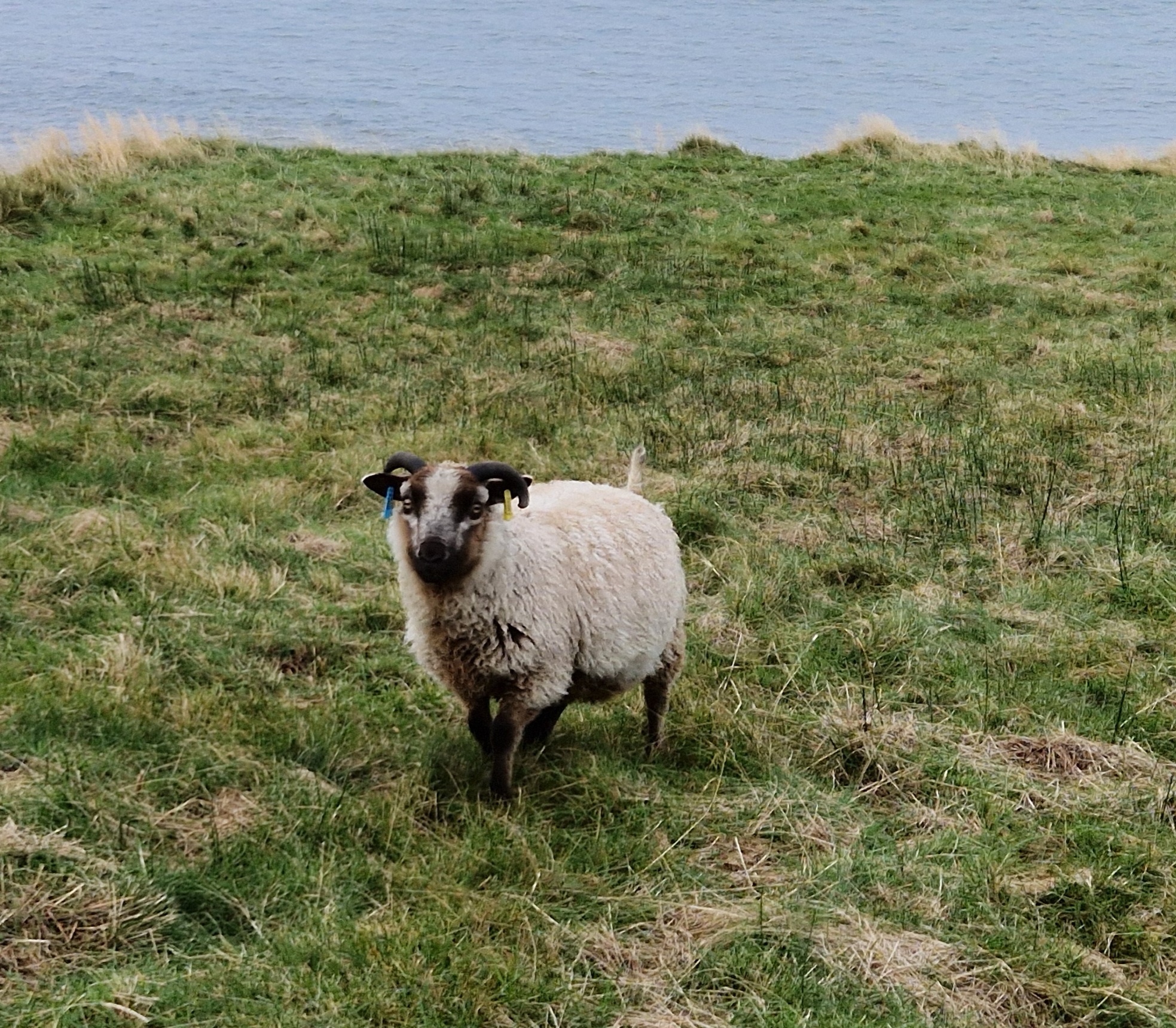 Two ram lambs for sale in the Highlands