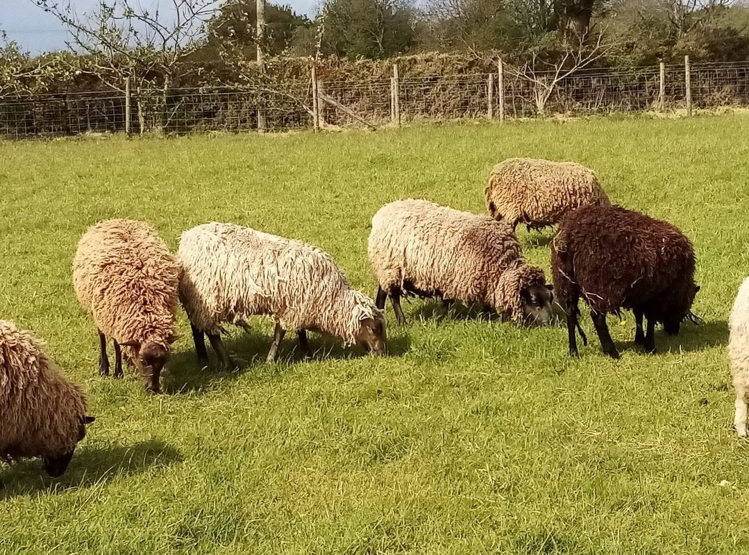 SHETLANDS OF PENLON FLOCK REDUCTION image 1