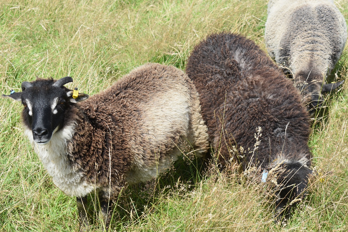 SHETLANDS OF PENLON FLOCK REDUCTION image 3