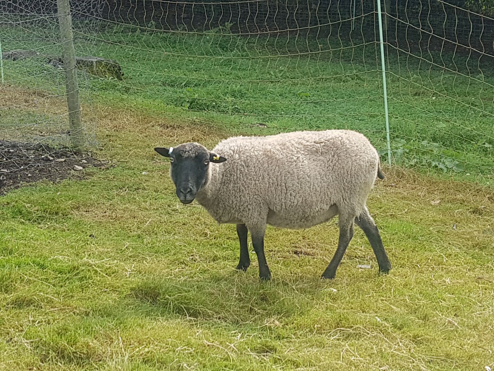 Selection of ewes for SALE image 1