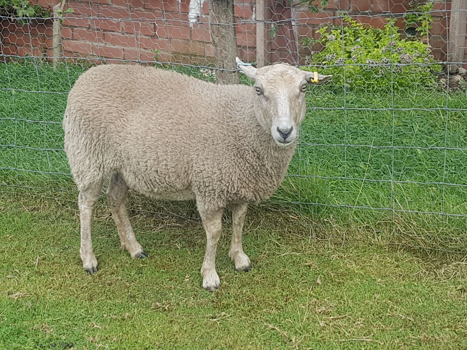 selection-of-ewes-for-sale-shetland-sheep-society